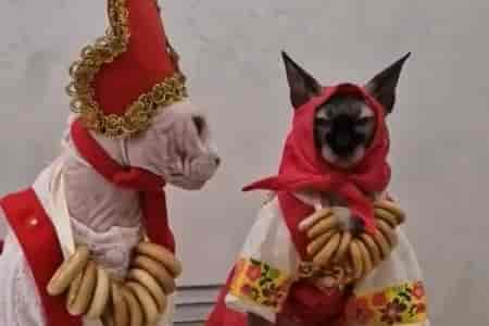 У котов масленица