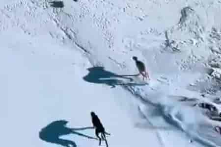 Погоня за зайцем