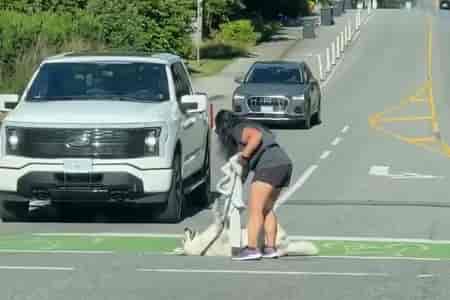 Разлёгся на дороге