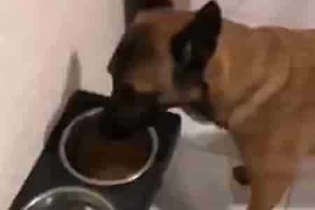 Сырое не ест