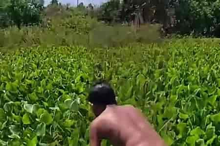 Смелый ныряльщик за крокодилами