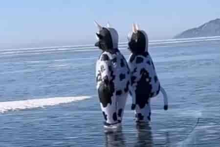 Коровы на льду