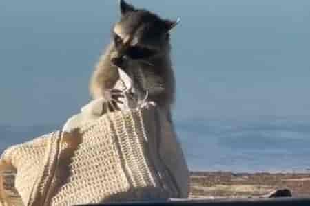 Пляжные воришки