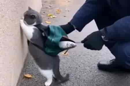 Поймали воришку