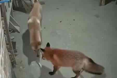 Забавный бартер