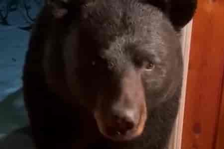 Воспитанный медведь