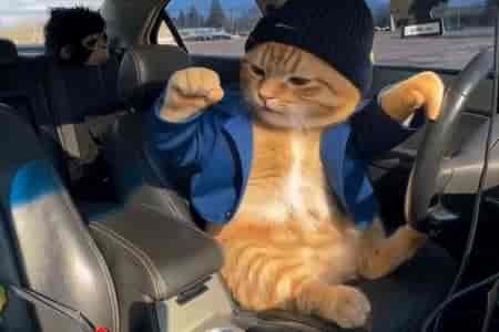 Кот зажигает