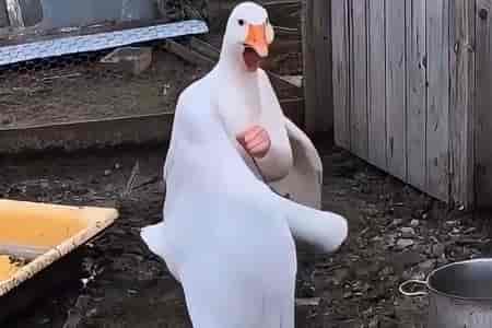 Дичь сегодня отменяется